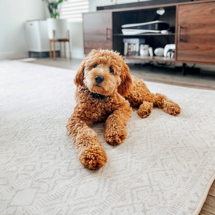 Tumble's spillproof & machine-washable rugs are a dog mom's best